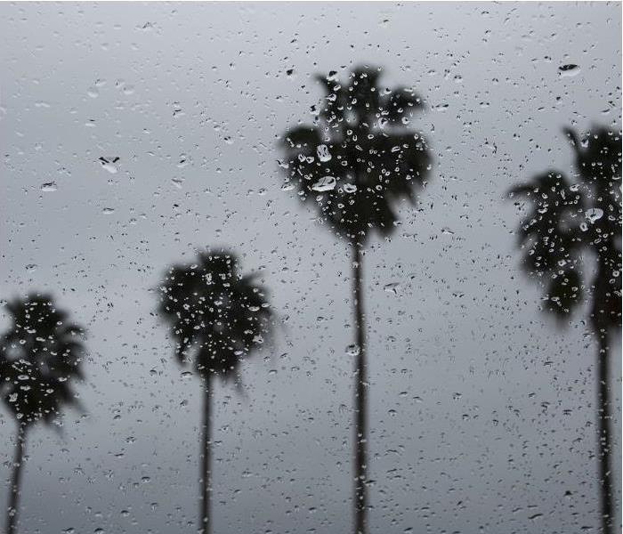 tops of tall palm trees in heavy rain